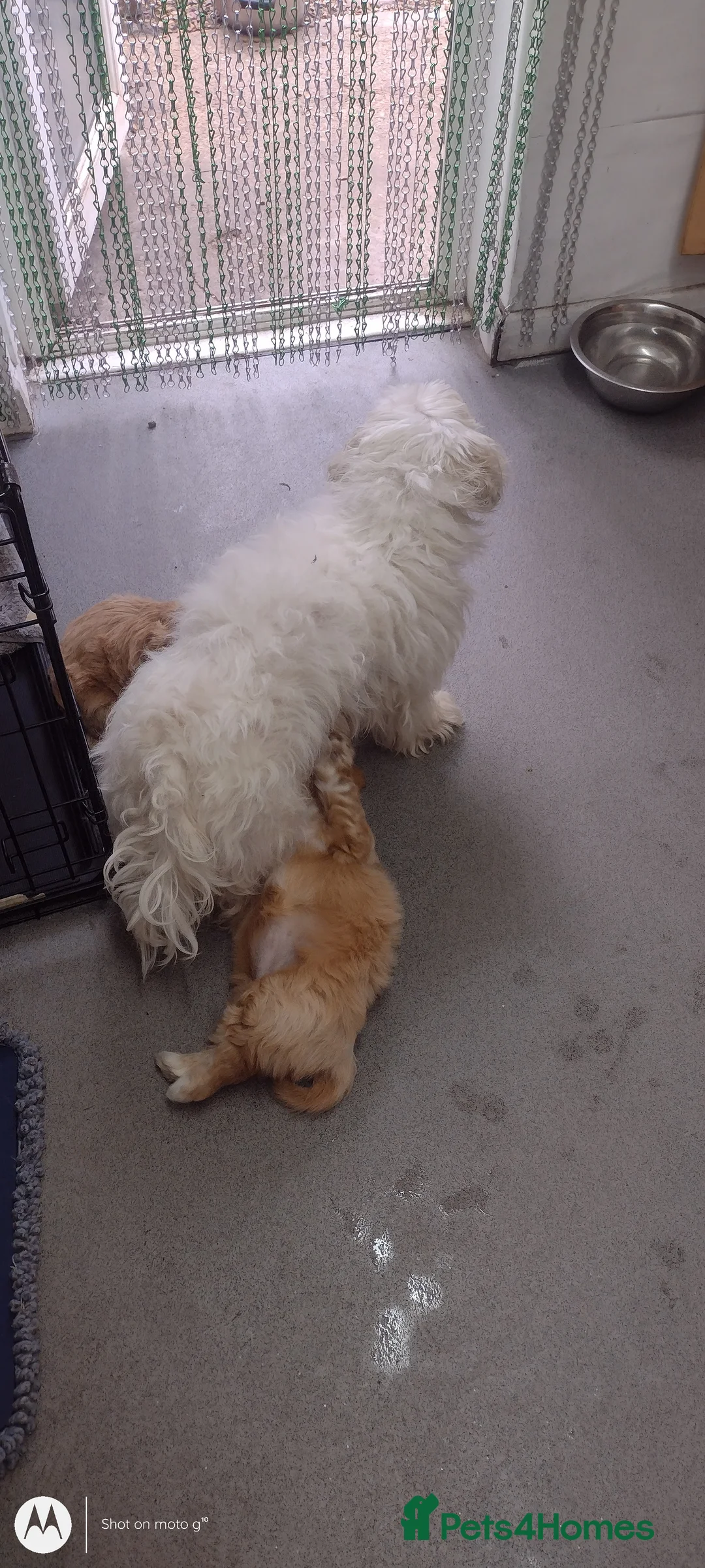 Cavapoochon dogs for sale: Two stunning blondes in London. - Advert 2