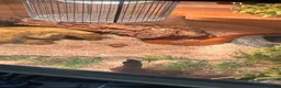 Corn Snake reptiles for sale: Female Corn snake in Bishop's Stortford - Advert 2