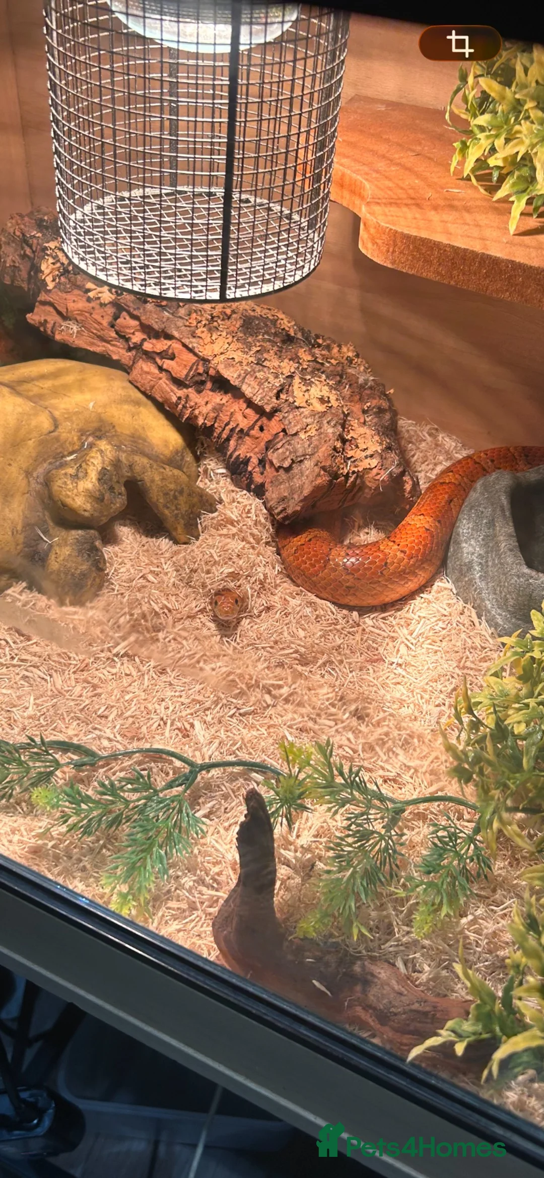 Corn Snake reptiles for sale: Female Corn snake in Bishop's Stortford - Advert 2