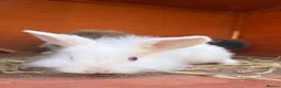 Mixed Breed rabbits for sale: Rabbits for adoption - Advert 5