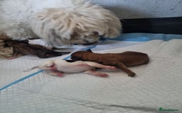 Maltipoo dogs for sale: Maltipoo's rare sable parti colours x4 - Image 25