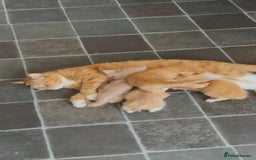 Exotic cats for sale: Ginger Kittens  - Image 9