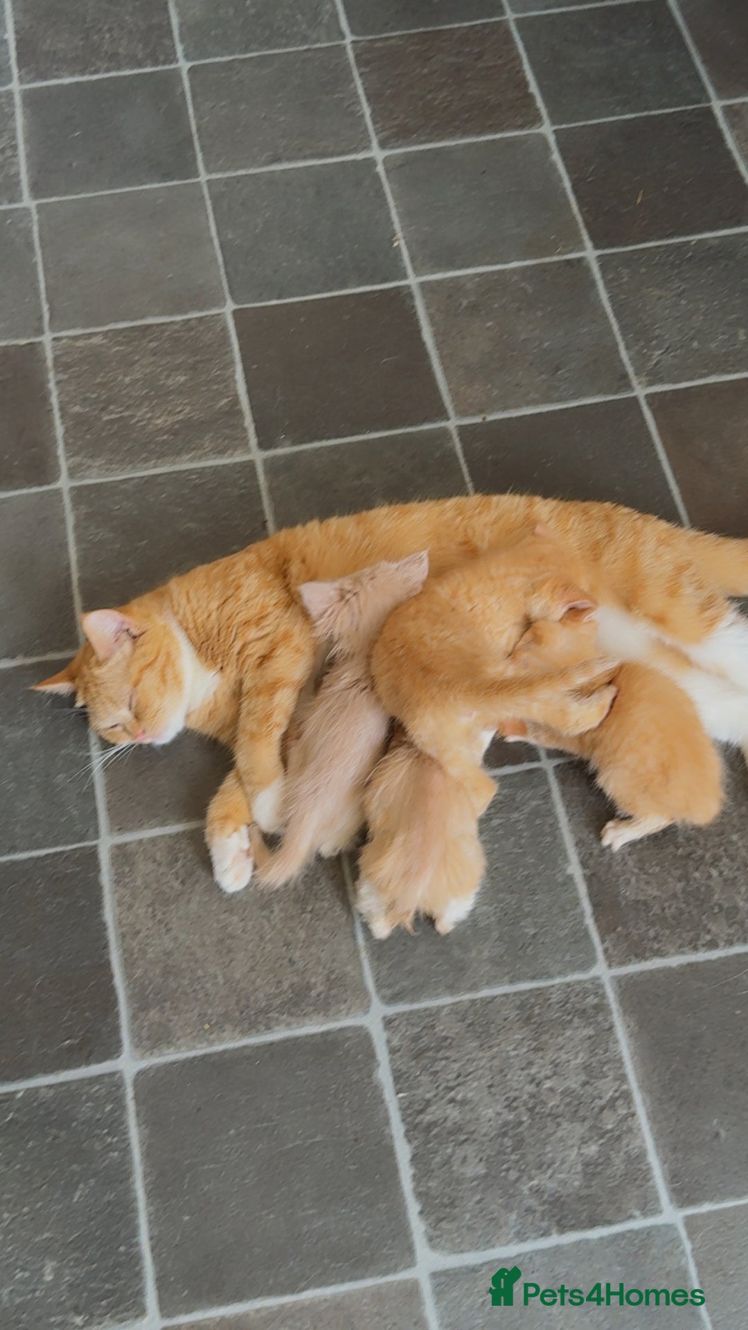 Exotic cats for sale: Ginger Kittens  - Image 9