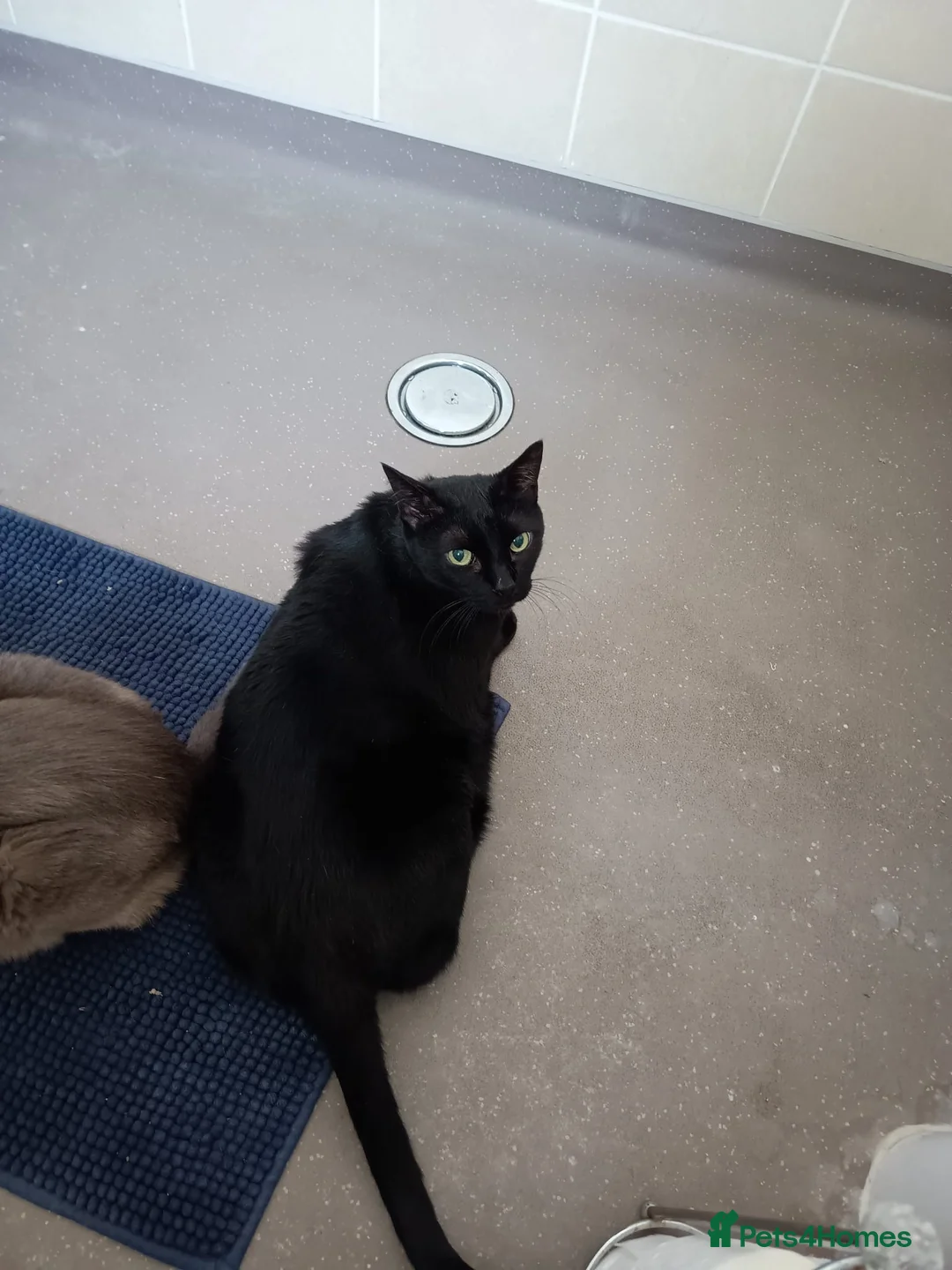 Siamese cats for sale: Lilac point Siamese cat - Advert 2