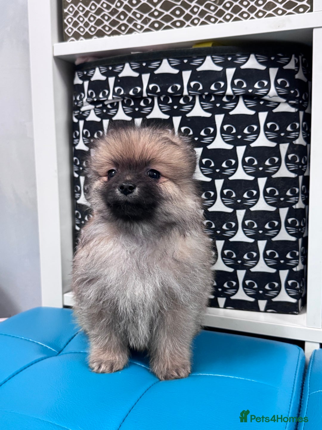 Pomeranian dogs for sale: FLUFFY POMERANIAN FOR SALE 🥰 - Advert 23