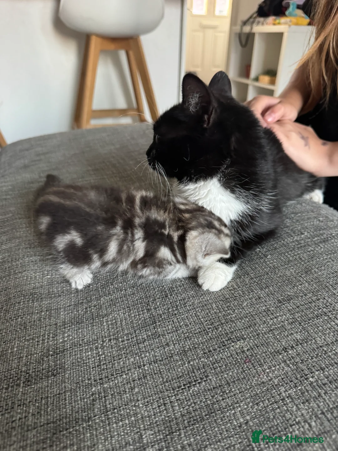 Mixed Breed cats for sale: Female tabby kitten for sale  - Advert 2
