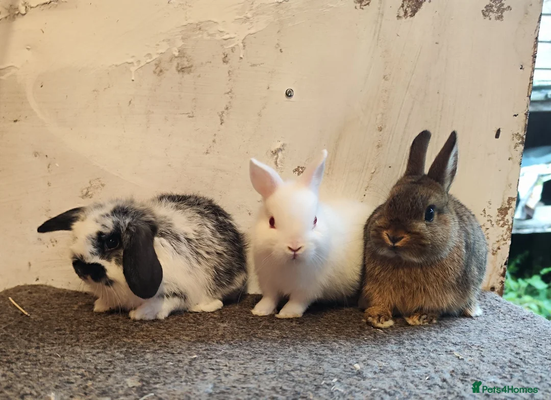 Mini Lop rabbits for sale: Gorgeous Mini Lops & Netherland Dwarf's  - Advert 1
