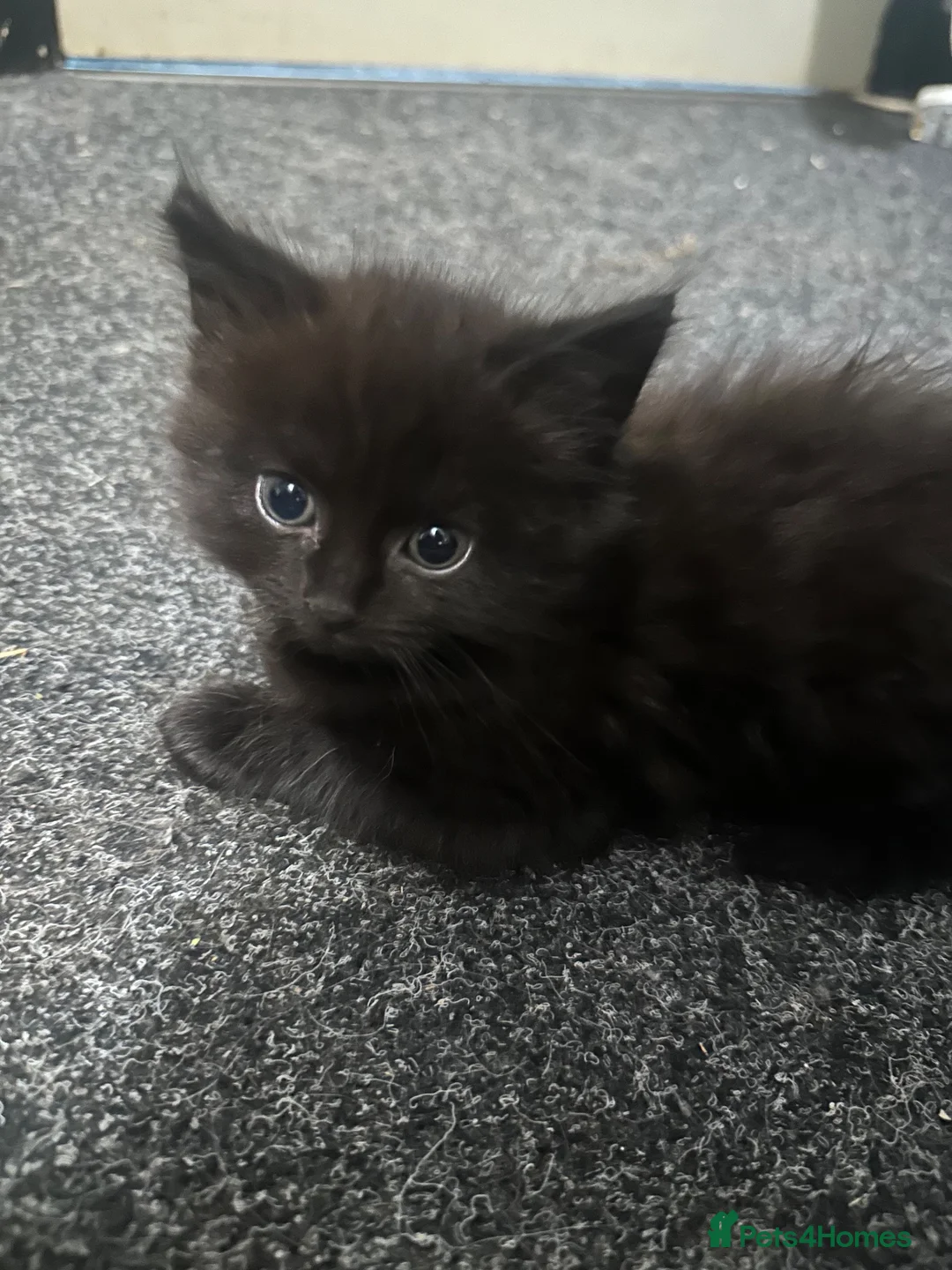 Mixed Breed cats for sale: Beautiful Maine Coon Cross kittens  - Advert 2