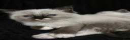 Ragdoll cats for sale: Sweet Ragdoll Kittens Looking for Loving Families  - Advert 19