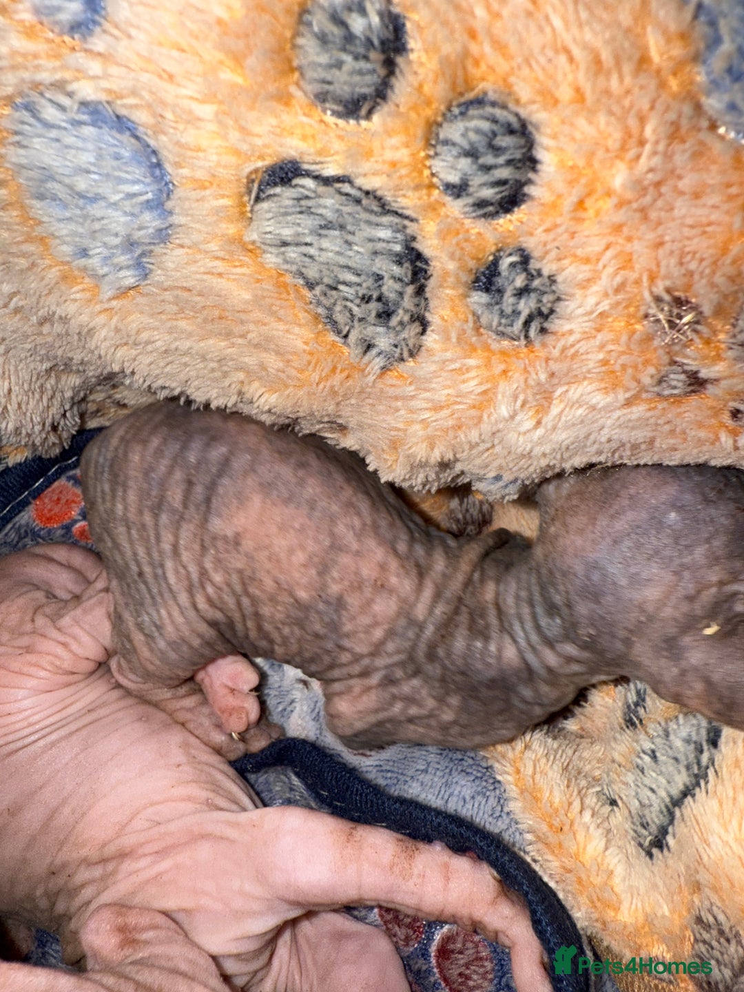 Sphynx cats for sale: Sphynx little naked babies - Image 12