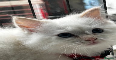 Ragdoll cats - Advert 5