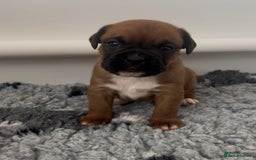 Boxer dogs for sale: KC bobtail pups heartscore 0, CHAMPION lines - Image 24