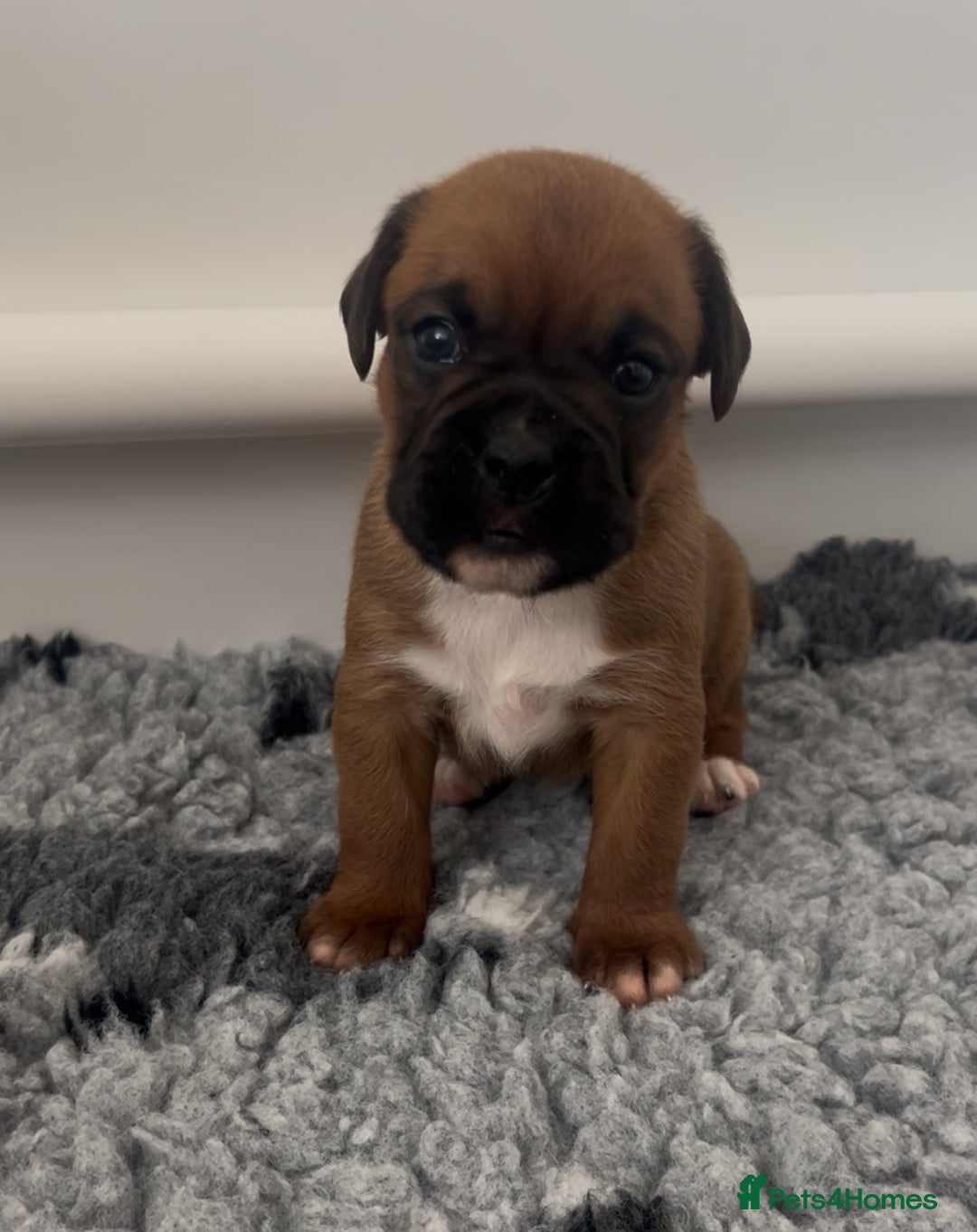 Boxer dogs for sale: KC bobtail pups heartscore 0, CHAMPION lines - Image 24