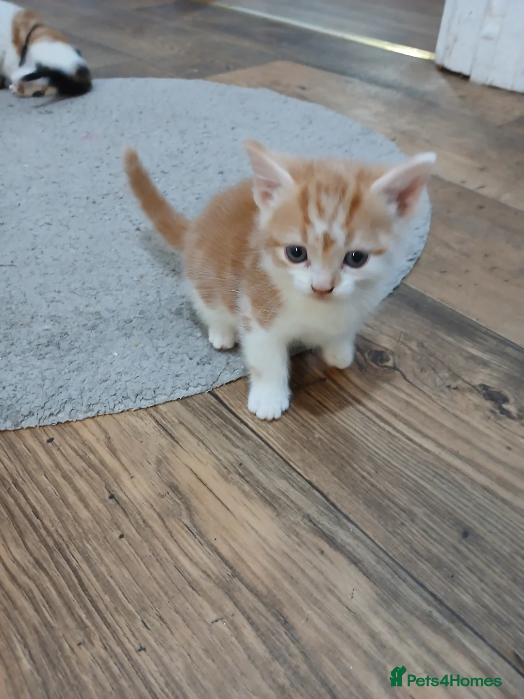 Mixed Breed cats for sale: Beautiful kittens - Advert 12