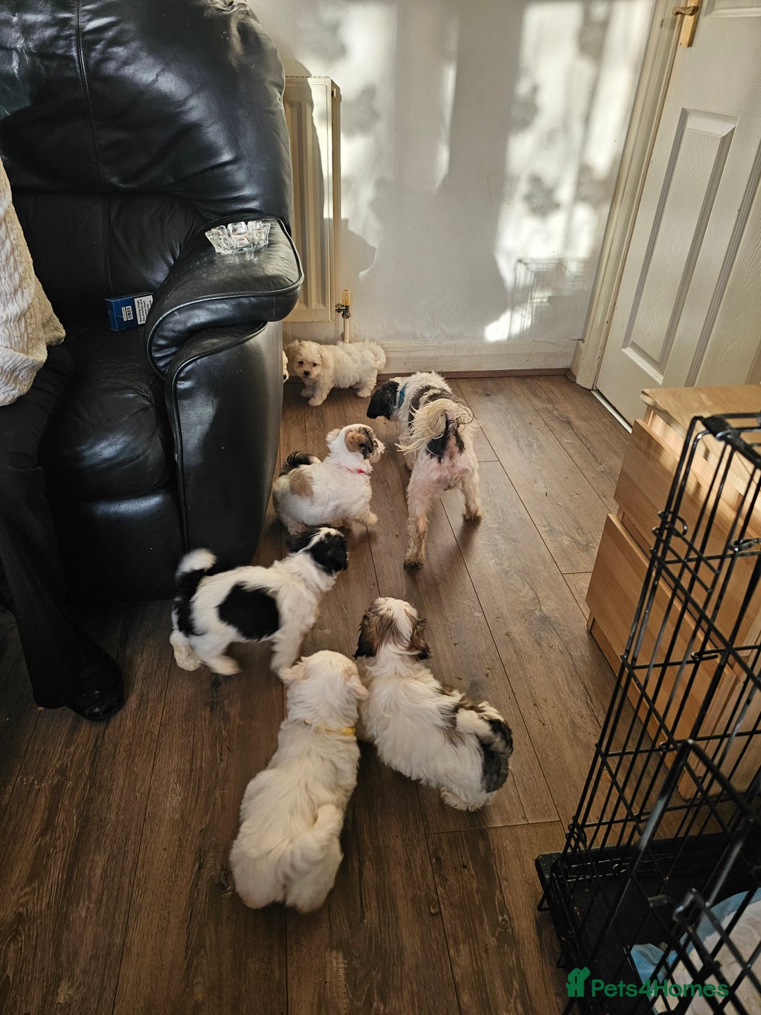Malshi dogs for sale: GORGEOUS MALSHI PUPPIES AVAILABLE - Advert 1