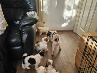 Malshi dogs GORGEOUS MALSHI PUPPIES AVAILABLE - Advert 1