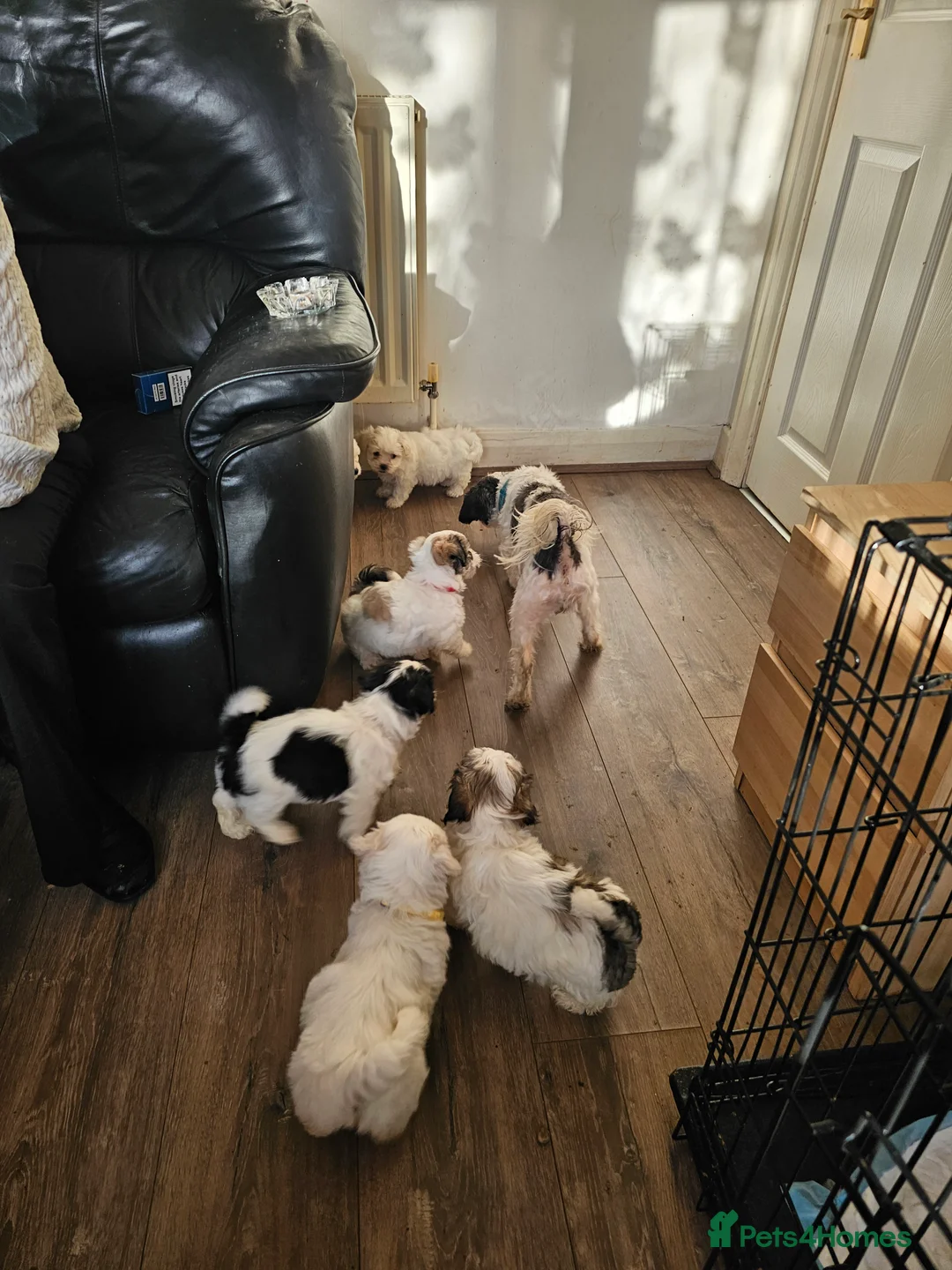 Malshi dogs for sale: GORGEOUS MALSHI PUPPIES AVAILABLE - Advert 9
