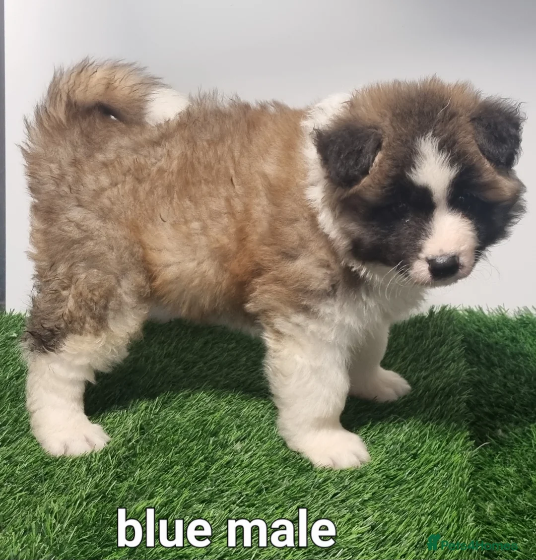 Akita dogs for sale: Akita pups - Advert 12