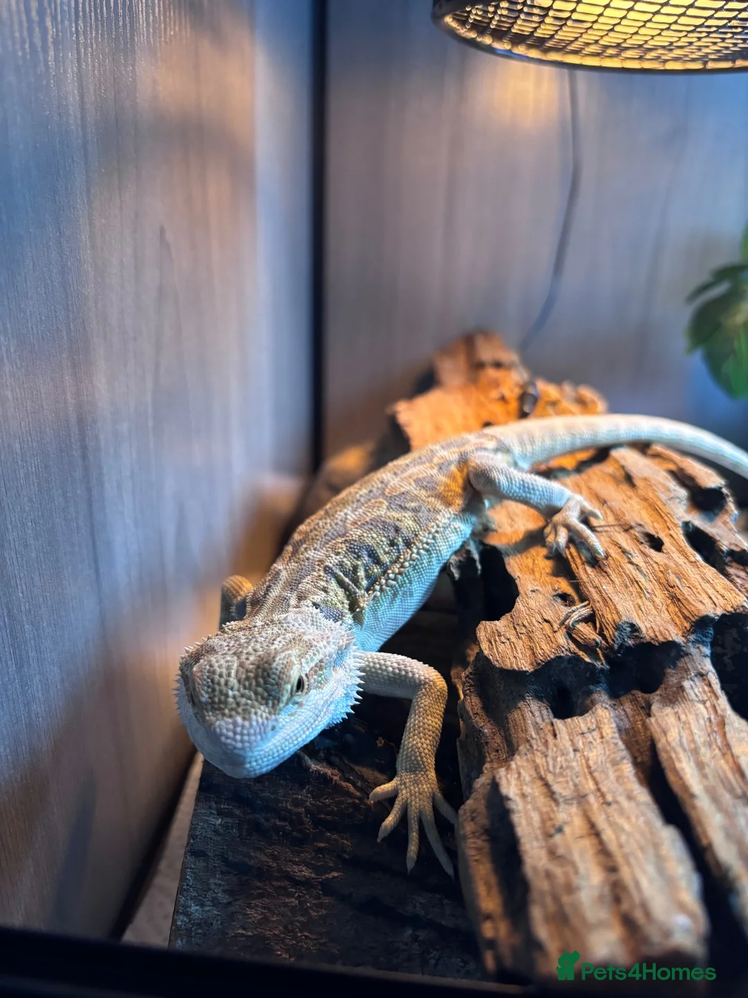 Bearded Dragon reptiles for sale: Bearded dragon with full vivarium set up  in Aldershot - Advert 10