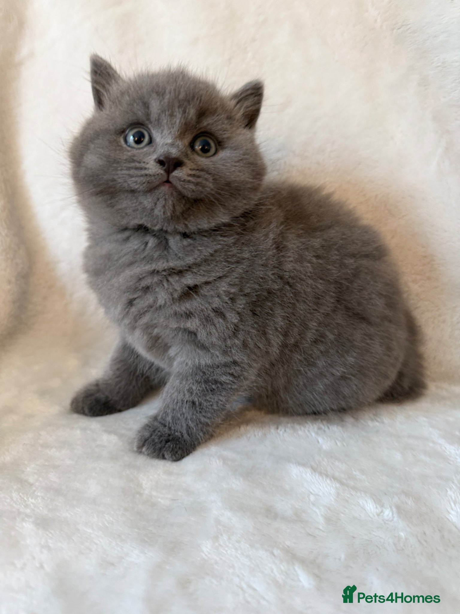 British Shorthair cats Pedigree bsh kittens  - Advert 1