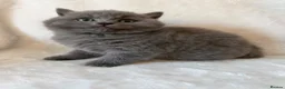 British Shorthair cats for sale: Pedigree bsh kittens  - Advert 1