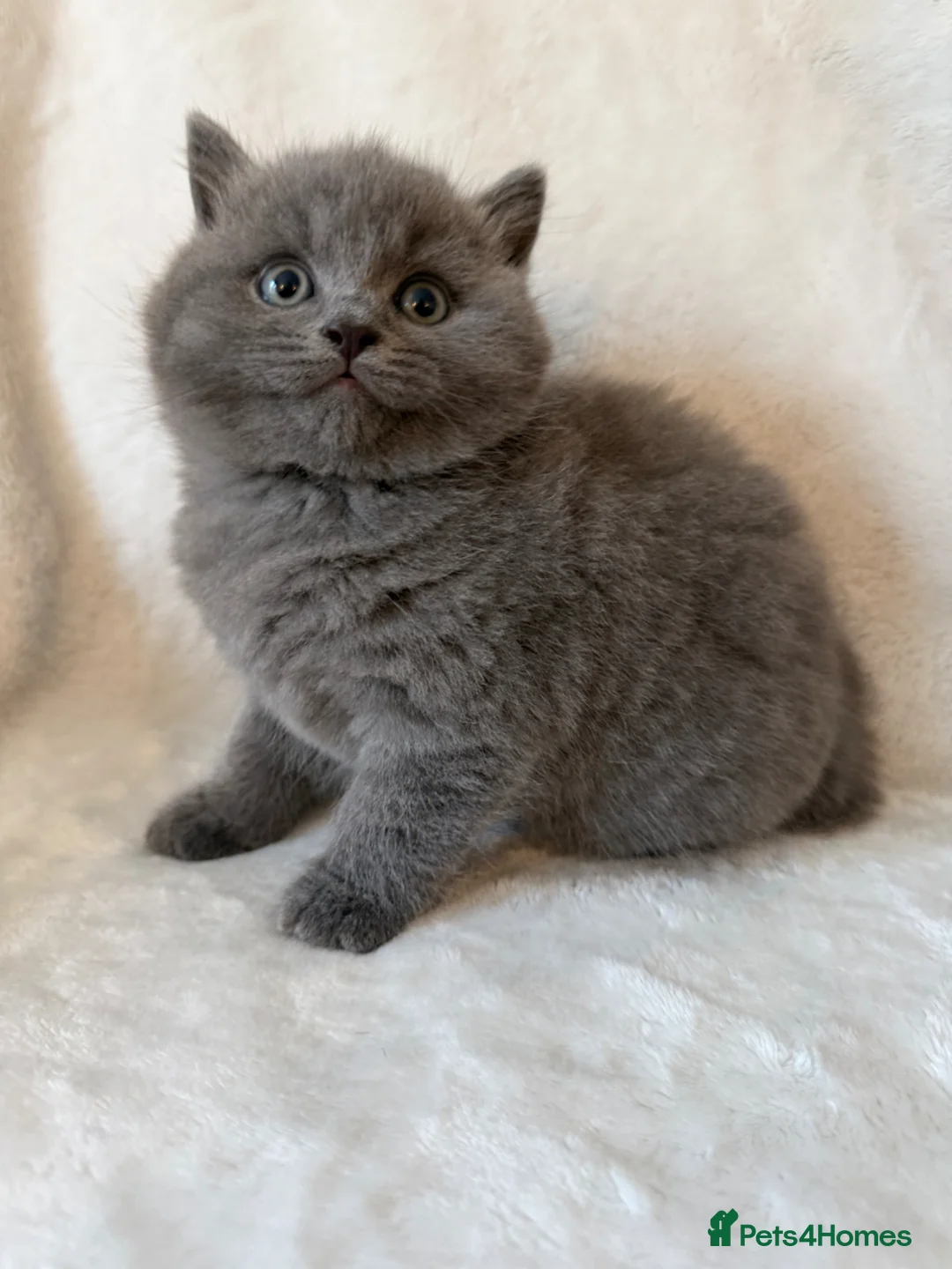 British Shorthair cats for sale: Pedigree bsh kittens  - Advert 1