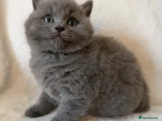 British Shorthair cats Pedigree bsh kittens - Advert 12