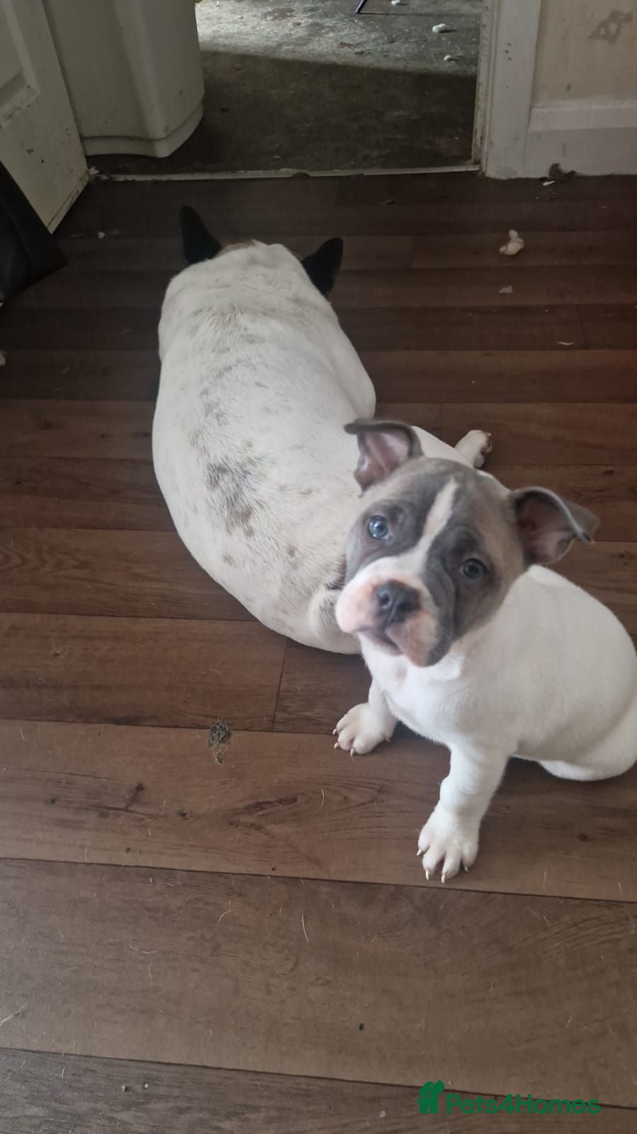 Mixed Breed dogs Xlfrench bulldog x shar pei - Advert 1