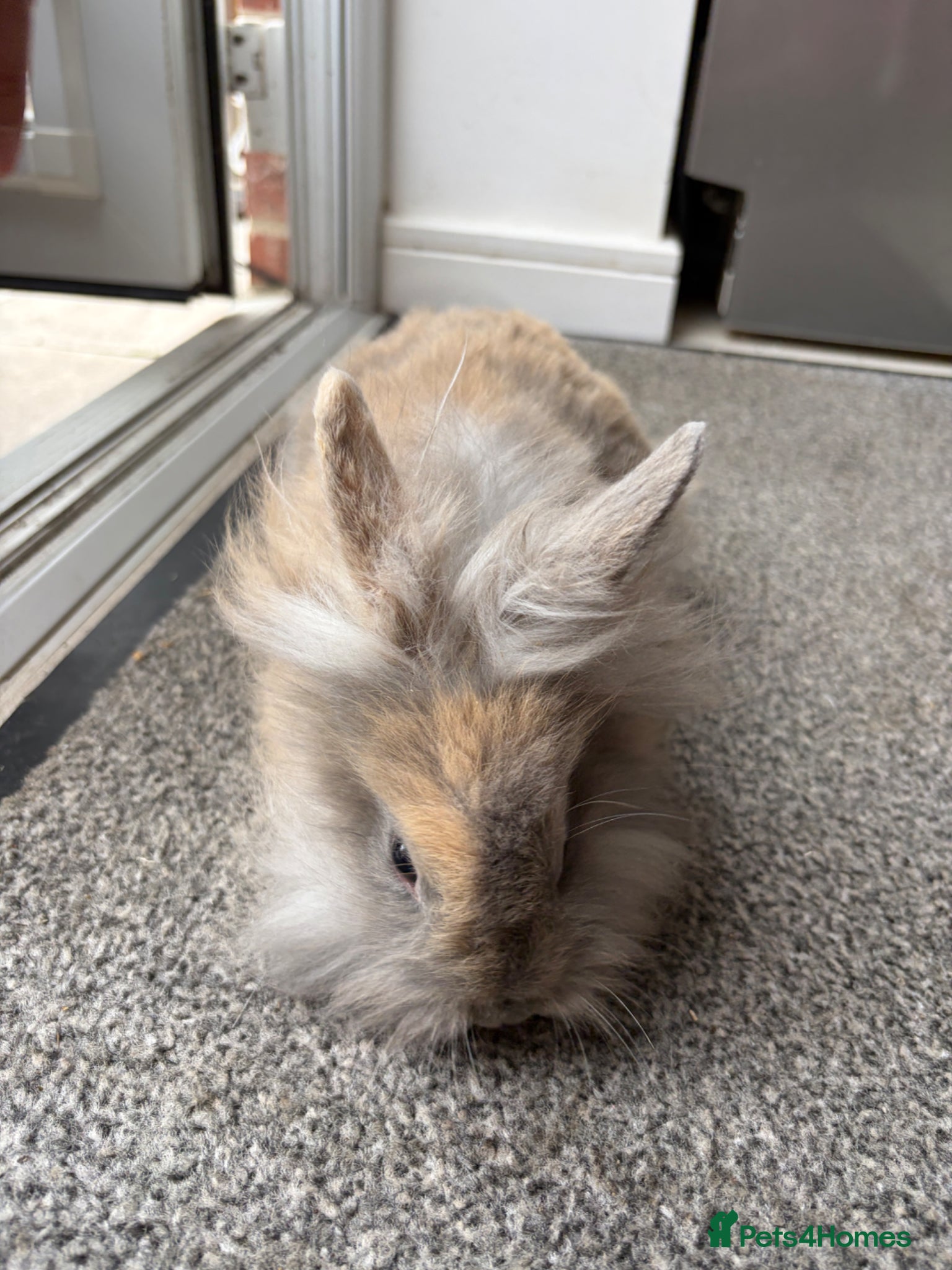 Lionhead rabbits Rabbits for sale - Advert 1