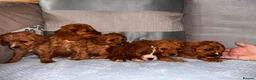 Cavapoo dogs for sale: Cavapoos  in Worcester - Advert 14