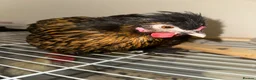 Chickens poultry for sale:     Gold-laced feather pattern - Advert 2