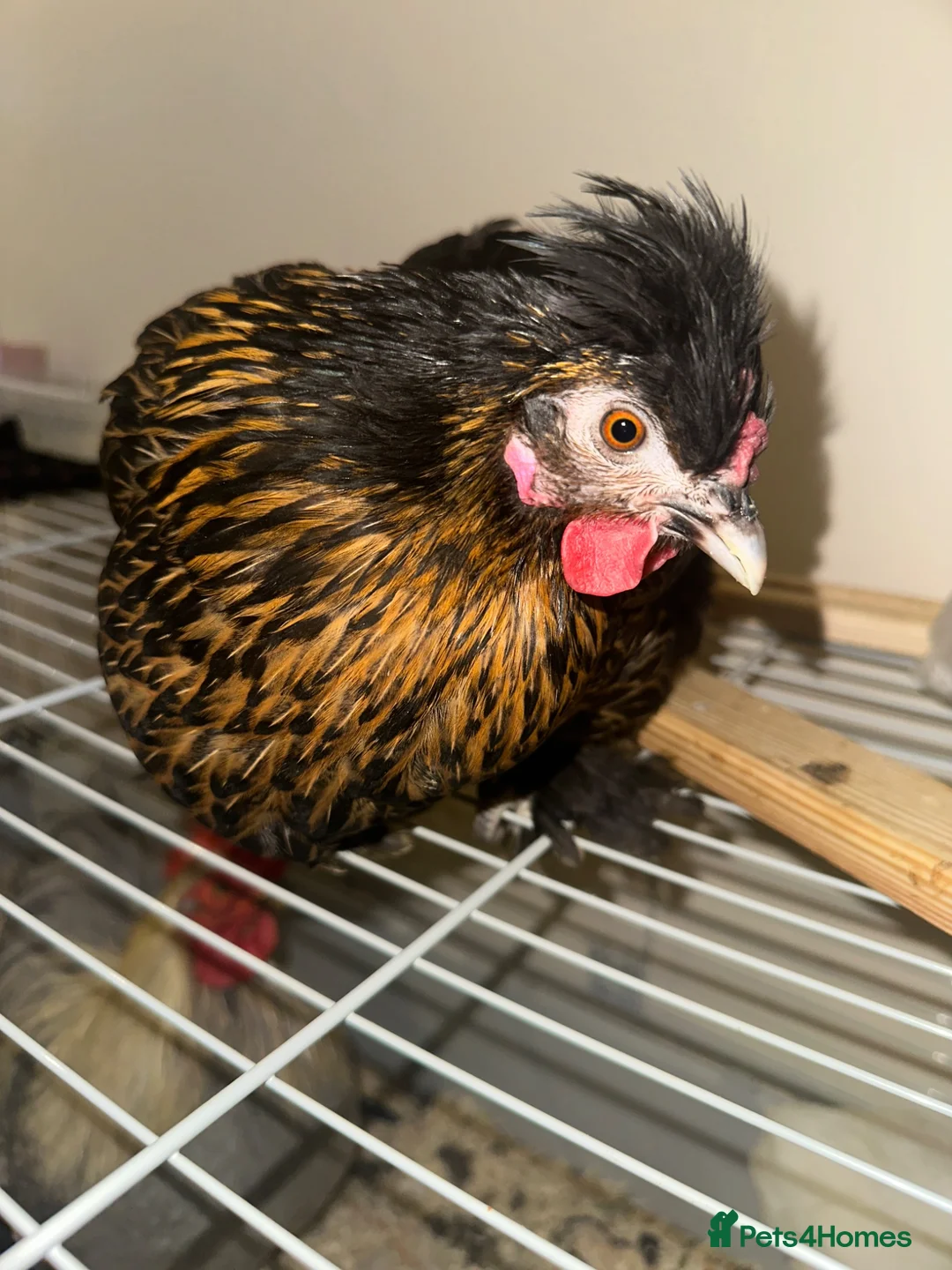 Chickens poultry for sale:     Gold-laced feather pattern - Advert 2