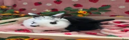 Mini Lop rabbits for sale: Mini lop 2 chunky tame girls left - Advert 6