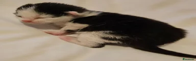 Mixed Breed Kitten 3