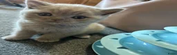 British Shorthair cats for sale: British shorthair kitten looking for perfect home  in Plymouth - Advert 1