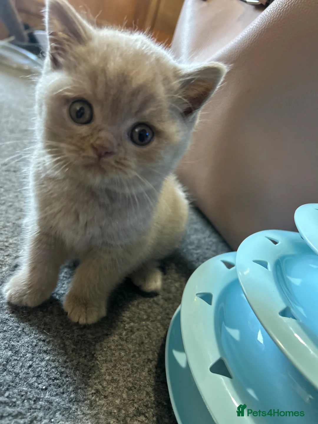 British Shorthair cats for sale: British shorthair kitten looking for perfect home  in Plymouth - Advert 1