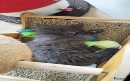 Maine Coon cats for sale: Tica pedigree kittens -ready for reservation  - Image 18