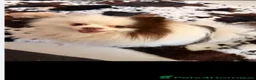 Pomeranian dogs for sale: Tiny white boy  - Advert 3
