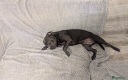 Staffordshire Bull Terrier dogs for sale: Blue female staff for sale  - Image 38