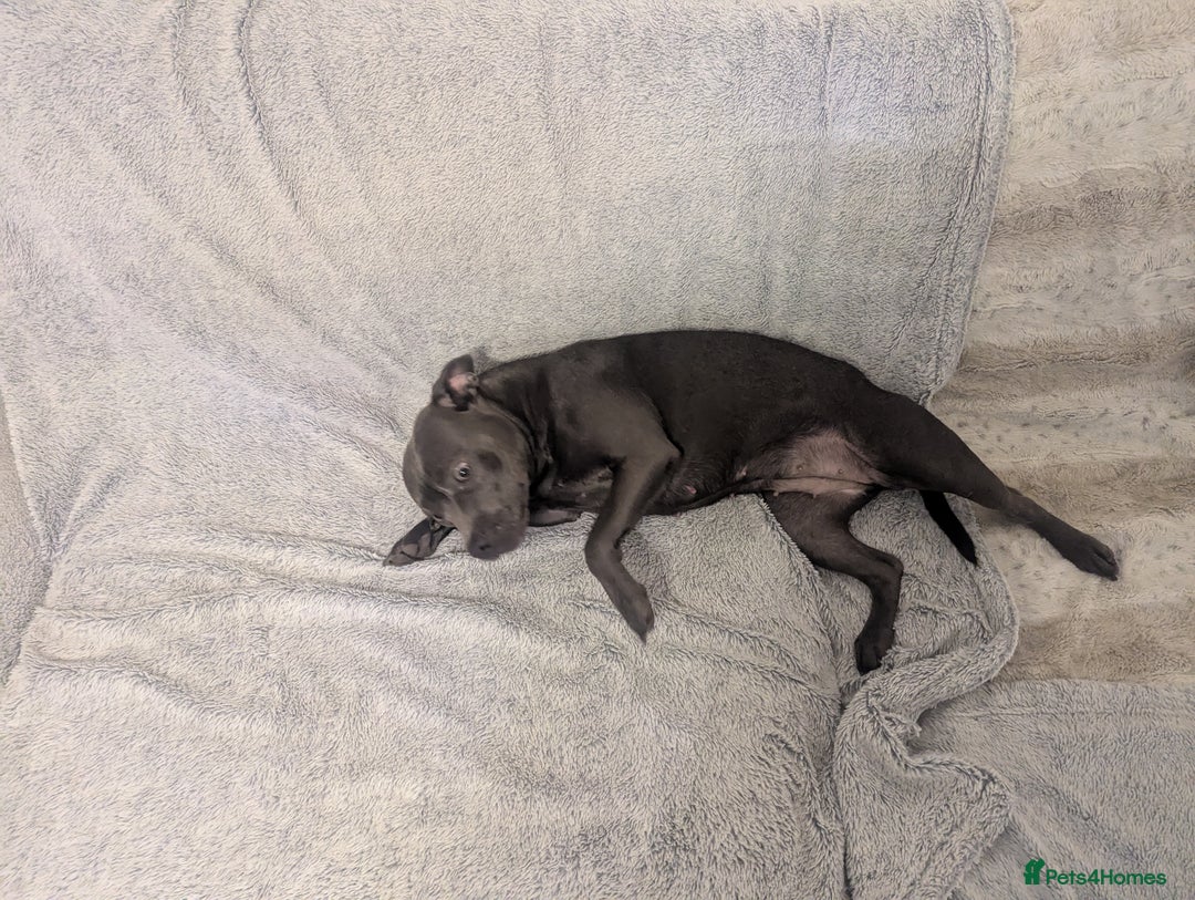 Staffordshire Bull Terrier dogs for sale: Blue female staff for sale  - Image 38