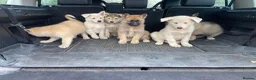 Mixed Breed dogs for sale: German Shepherd X Akita Pups - Advert 11