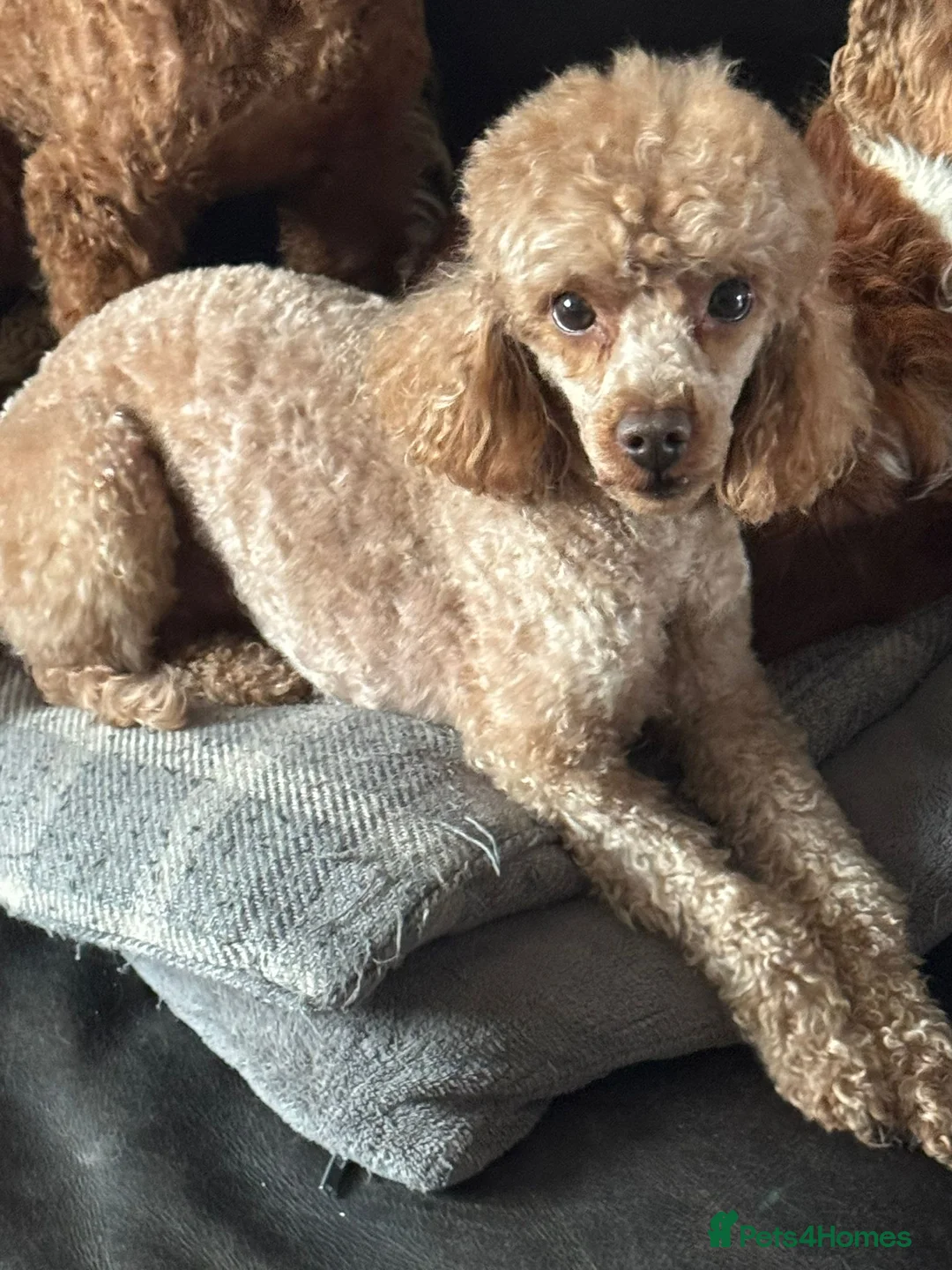 Toy Poodle dogs for sale: TOY POODLE MALE ADULT  - Advert 7