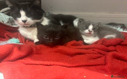 Domestic Shorthair cats for sale: Gorgeous grey kitten - Image 4