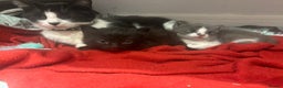 Domestic Shorthair cats for sale: 1 gorgeous kitten left 6 weeks old  - Advert 1