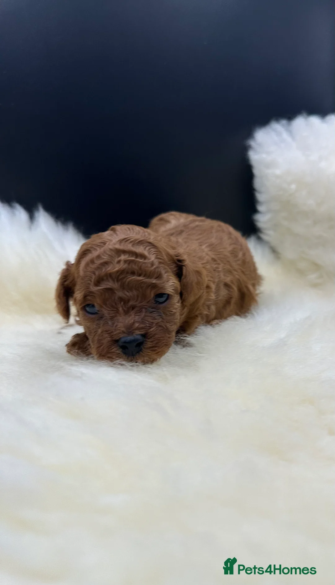 Toy Poodle dogs for sale: Toy poodle x Asian Toy poodle puppies - Advert 2