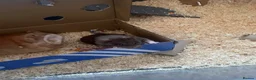 Hamster rodents for sale: male syrian hamster  - Advert 5