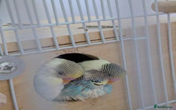 Budgerigars birds for sale: Fully tamed 4 budgies with Cage, accessories,food - Image 3