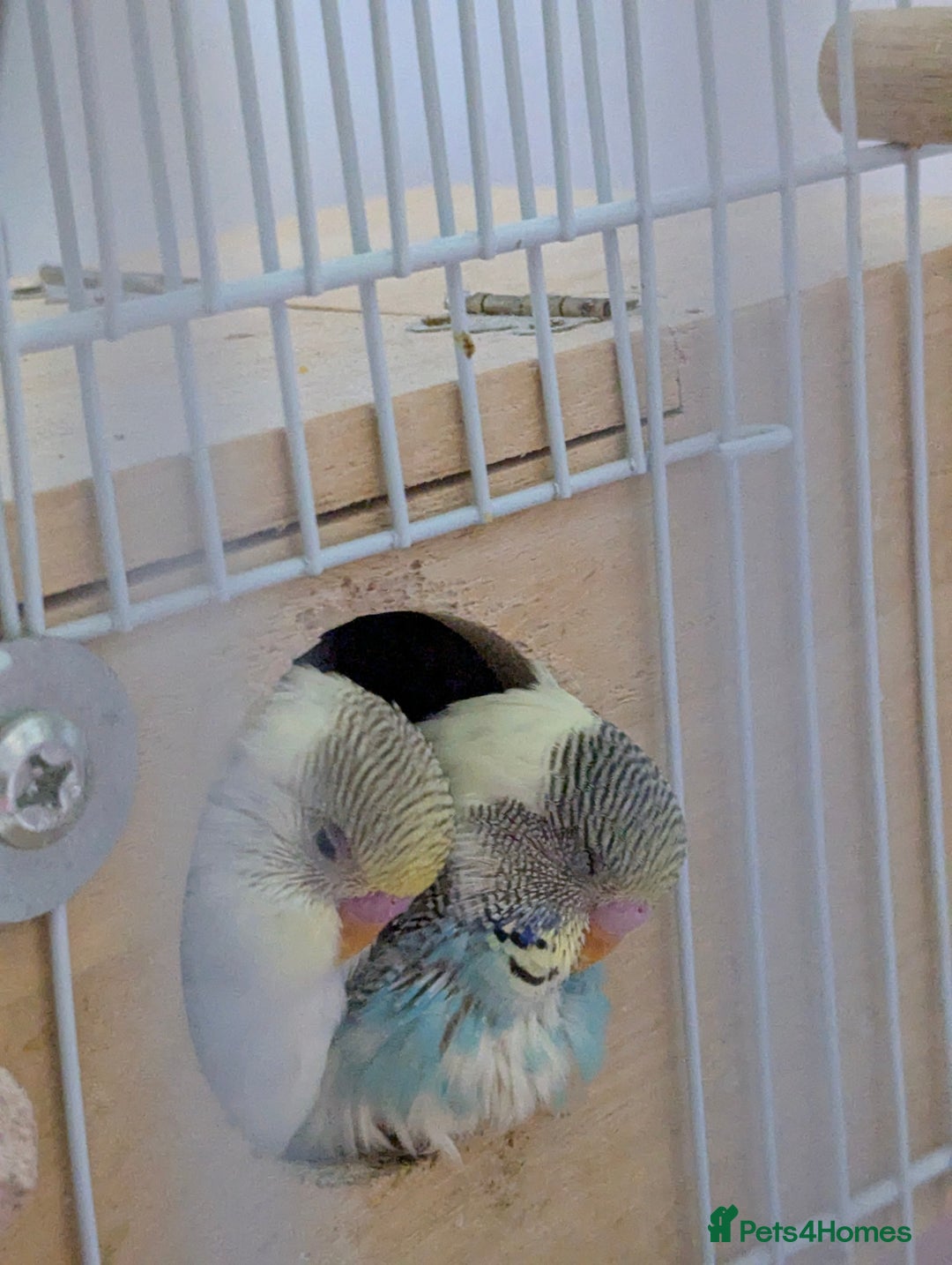 Budgerigars birds for sale: Fully tamed 4 budgies with Cage, accessories,food - Image 3