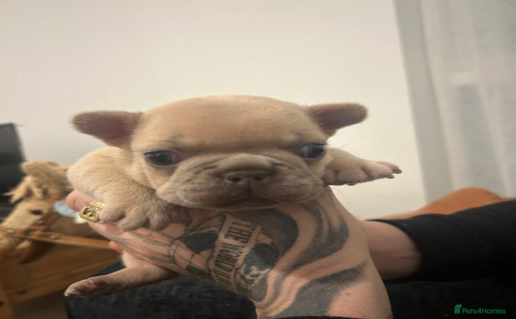 French Bulldog dogs French bulldog female puppy - Advert 1