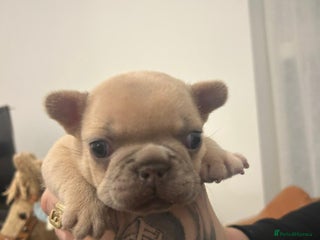French Bulldog dogs French bulldog female puppy - Advert 2